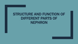 STRUCTURE AND FUNCTION OF
DIFFERENT PARTS OF
NEPHRON
 