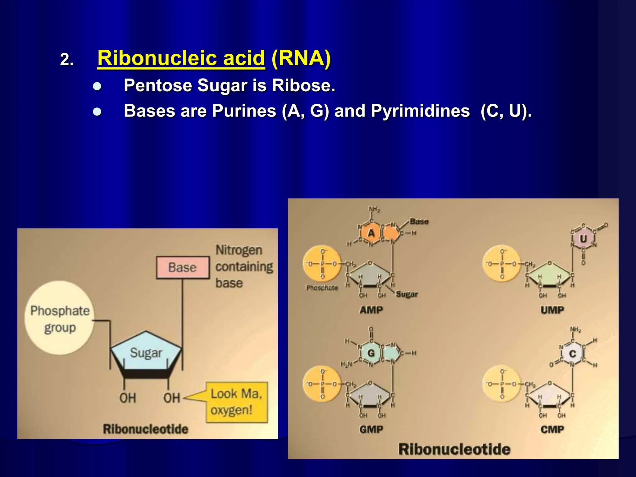 2. Ribonucleic acid (RNA)
 Pentose Sugar is Ribose.
 Bases are Purines (A, G) and Pyrimidines (C, U).
 
