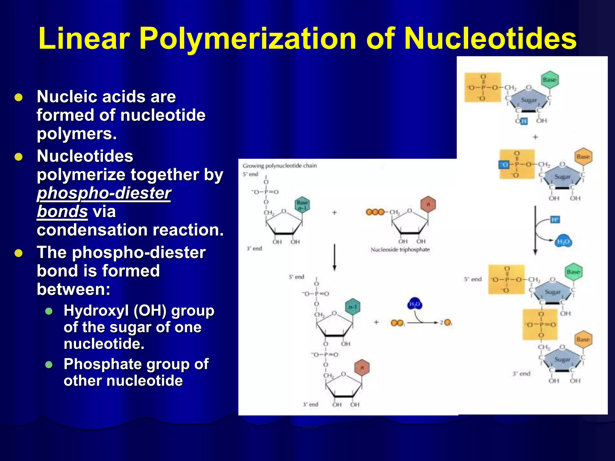 Linear Polymerization of Nucleotides
 Nucleic acids are
formed of nucleotide
polymers.
 Nucleotides
polymerize together by
phospho-diester
bonds via
condensation reaction.
 The phospho-diester
bond is formed
between:
 Hydroxyl (OH) group
of the sugar of one
nucleotide.
 Phosphate group of
other nucleotide
 