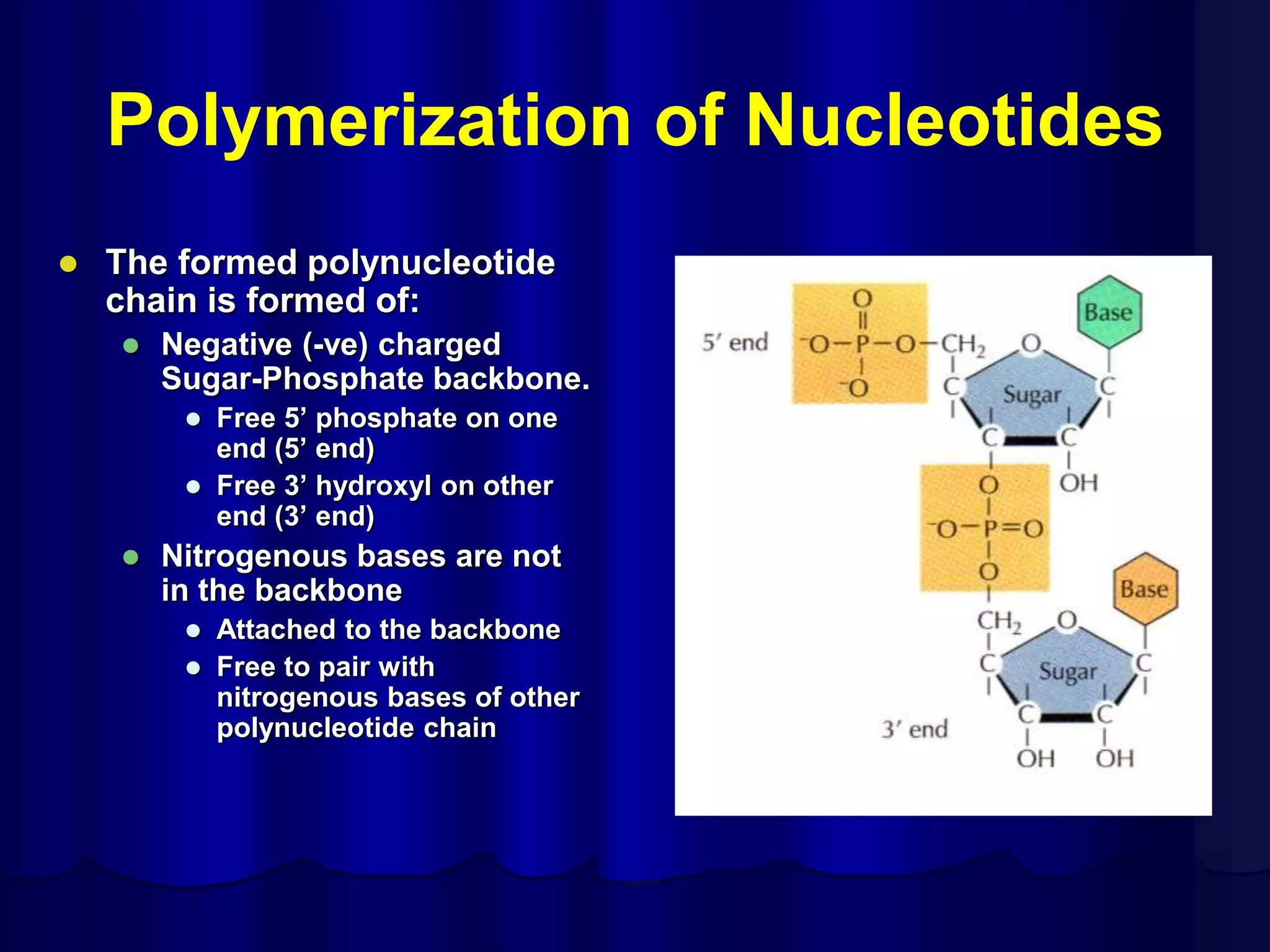 Polymerization of Nucleotides
 The formed polynucleotide
chain is formed of:
 Negative (-ve) charged
Sugar-Phosphate backbone.
 Free 5’ phosphate on one
end (5’ end)
 Free 3’ hydroxyl on other
end (3’ end)
 Nitrogenous bases are not
in the backbone
 Attached to the backbone
 Free to pair with
nitrogenous bases of other
polynucleotide chain
 