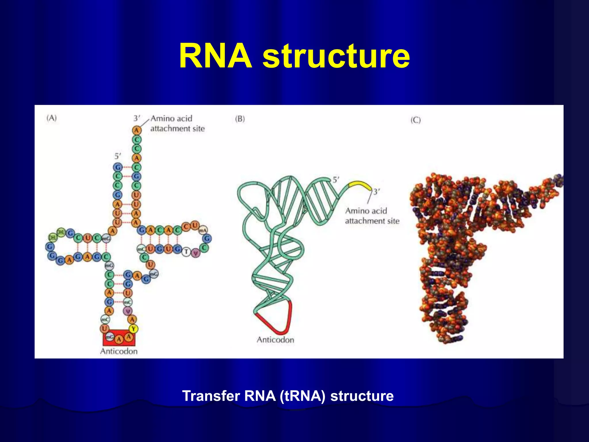 RNA structure
Transfer RNA (tRNA) structure
 