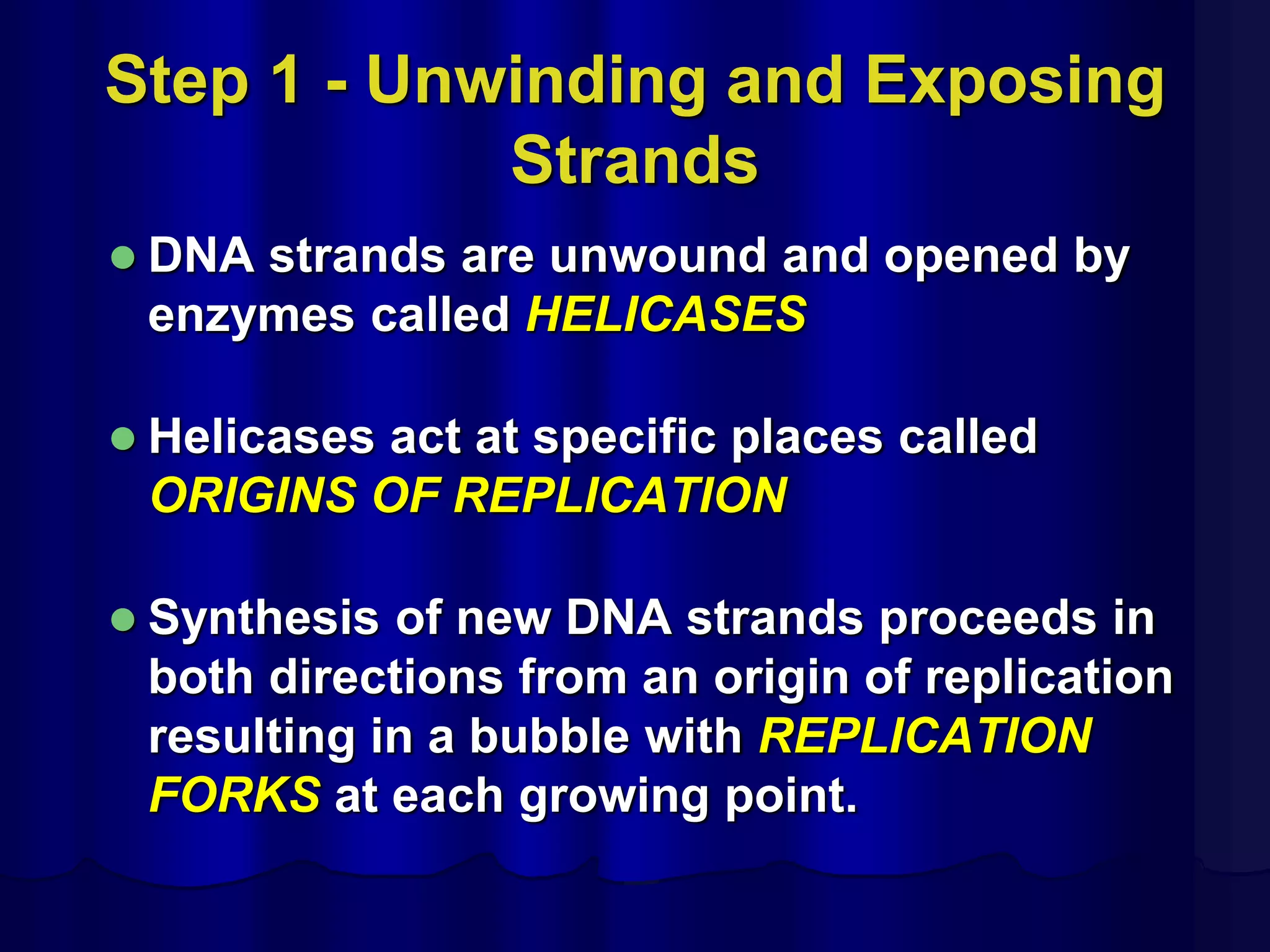 Step 1 - Unwinding and Exposing
Strands
 DNA strands are unwound and opened by
enzymes called HELICASES
 Helicases act at specific places called
ORIGINS OF REPLICATION
 Synthesis of new DNA strands proceeds in
both directions from an origin of replication
resulting in a bubble with REPLICATION
FORKS at each growing point.
 