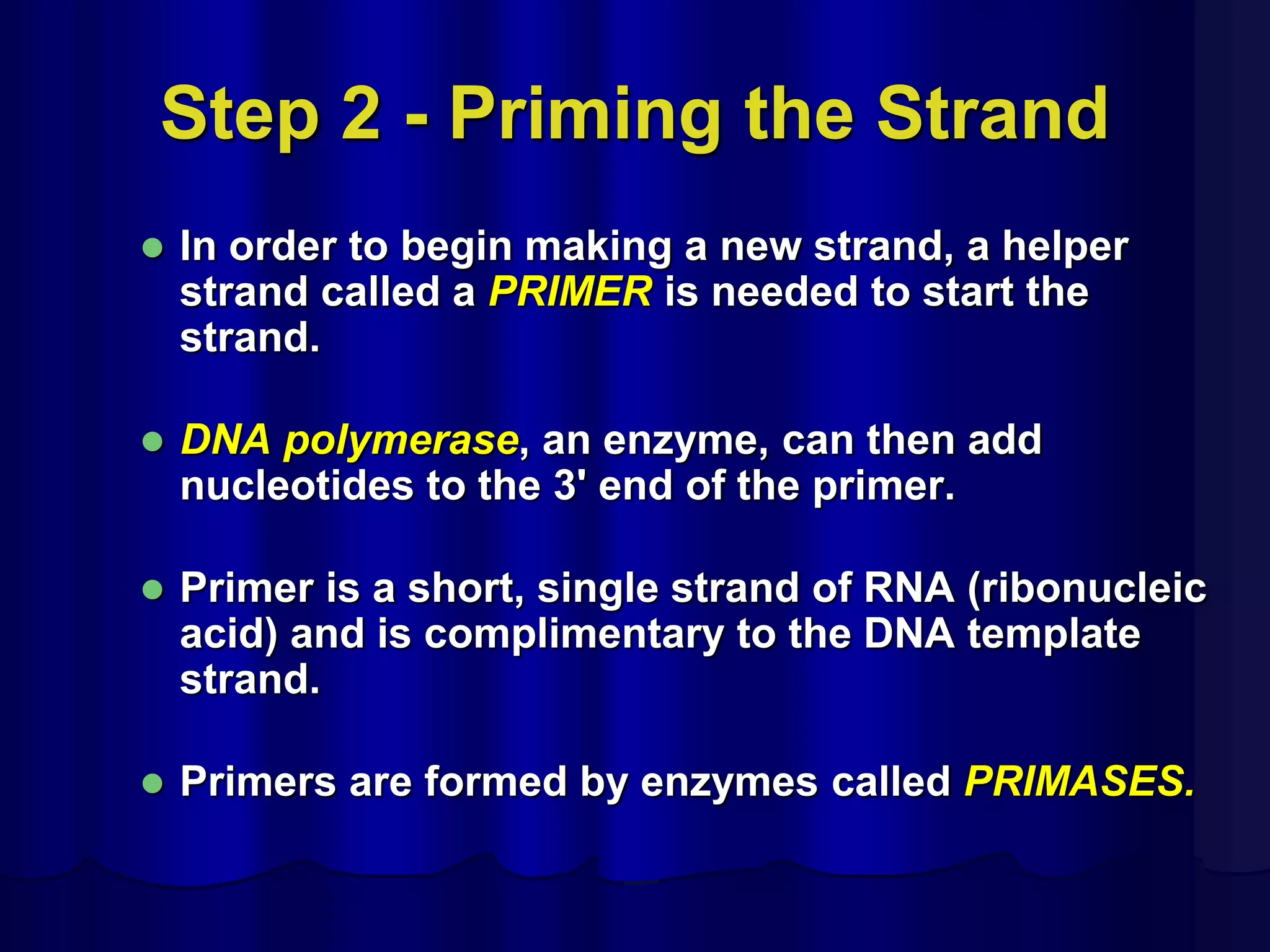 Step 2 - Priming the Strand
 In order to begin making a new strand, a helper
strand called a PRIMER is needed to start the
strand.
 DNA polymerase, an enzyme, can then add
nucleotides to the 3' end of the primer.
 Primer is a short, single strand of RNA (ribonucleic
acid) and is complimentary to the DNA template
strand.
 Primers are formed by enzymes called PRIMASES.
 