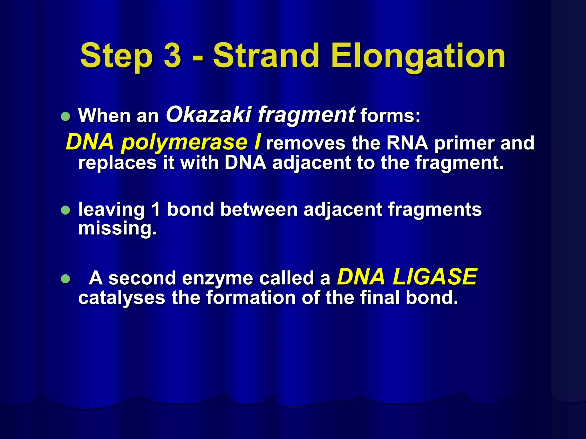 Step 3 - Strand Elongation
 When an Okazaki fragment forms:
DNA polymerase I removes the RNA primer and
replaces it with DNA adjacent to the fragment.
 leaving 1 bond between adjacent fragments
missing.
 A second enzyme called a DNA LIGASE
catalyses the formation of the final bond.
 