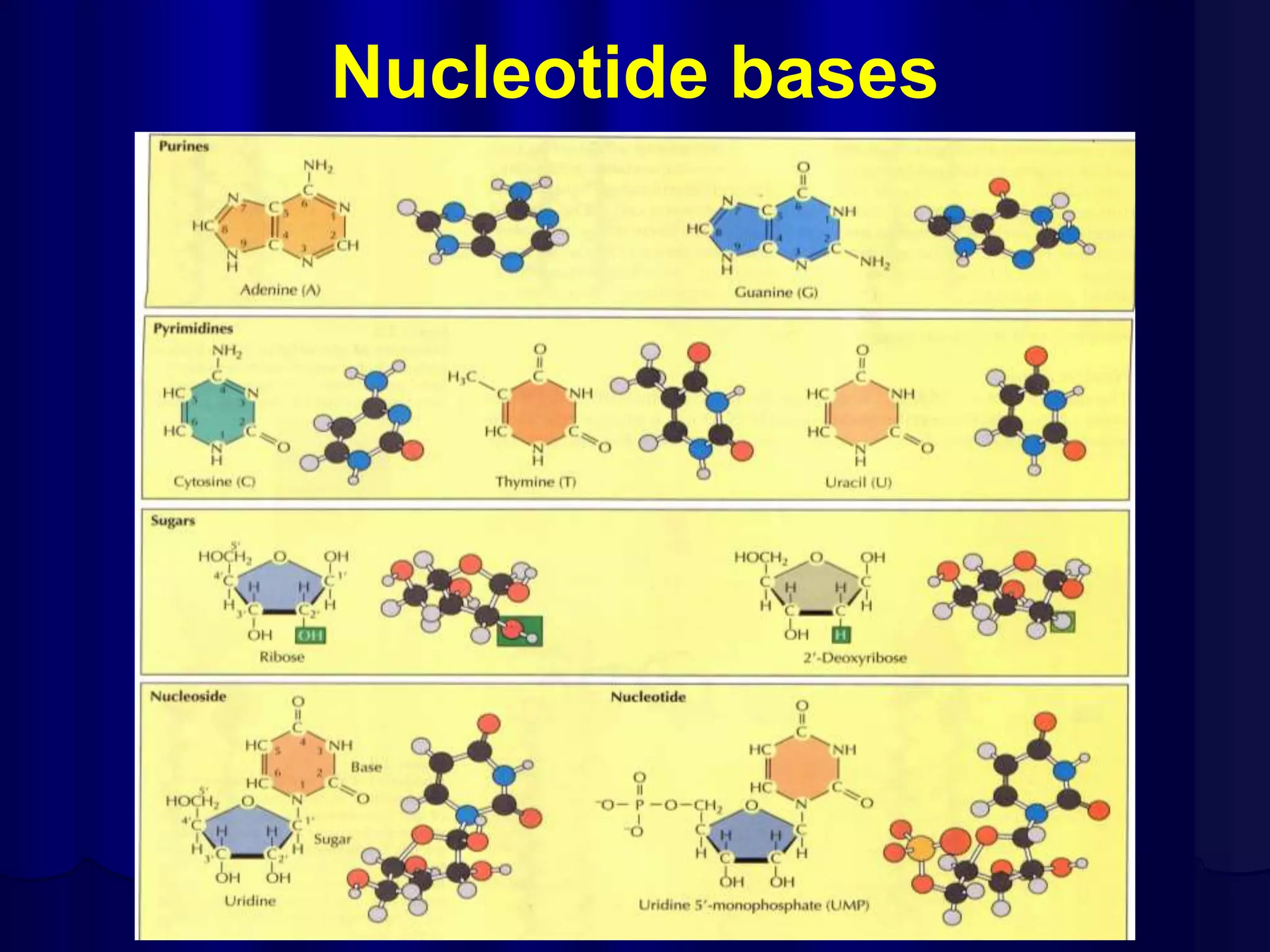 Nucleotide bases
 