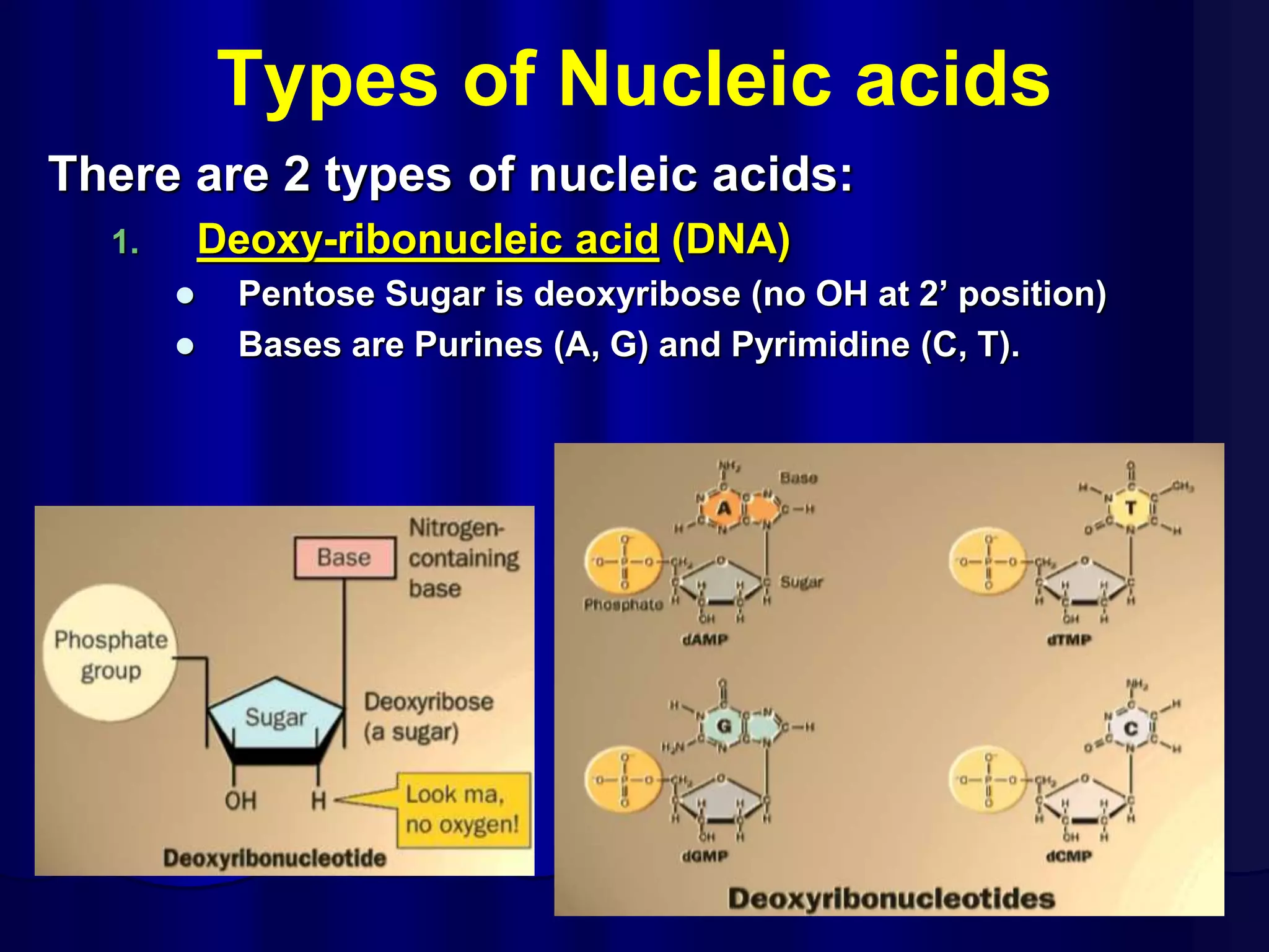 Types of Nucleic acids
There are 2 types of nucleic acids:
1. Deoxy-ribonucleic acid (DNA)
 Pentose Sugar is deoxyribose (no OH at 2’ position)
 Bases are Purines (A, G) and Pyrimidine (C, T).
 