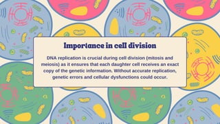 Importance in cell division
DNA replication is crucial during cell division (mitosis and
meiosis) as it ensures that each daughter cell receives an exact
copy of the genetic information. Without accurate replication,
genetic errors and cellular dysfunctions could occur.
 