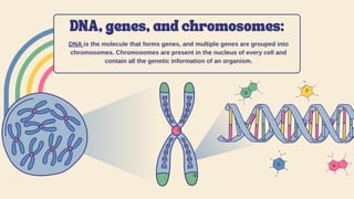 DNA is the molecule that forms genes, and multiple genes are grouped into
chromosomes. Chromosomes are present in the nucleus of every cell and
contain all the genetic information of an organism.
DNA, genes, and chromosomes:
 