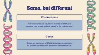 Structure and function of DNA presentation_20240204_205749_0000.pptx