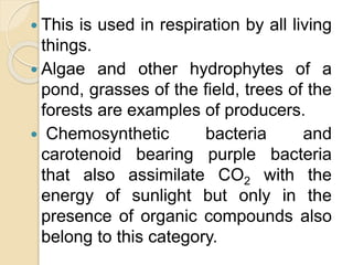  This is used in respiration by all living
things.
 Algae and other hydrophytes of a
pond, grasses of the field, trees of the
forests are examples of producers.
 Chemosynthetic bacteria and
carotenoid bearing purple bacteria
that also assimilate CO2 with the
energy of sunlight but only in the
presence of organic compounds also
belong to this category.
 