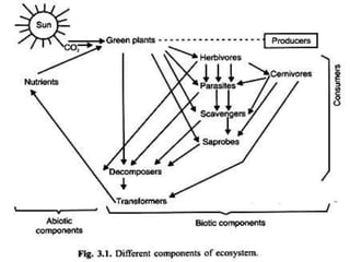 Structure and function of ecosystem