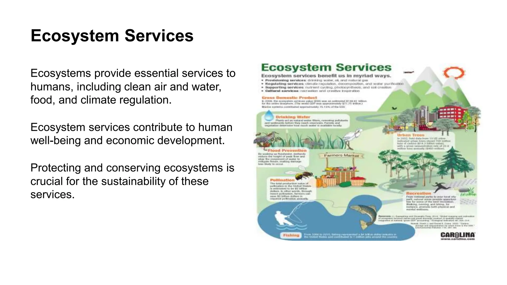 Structure And Function Of Ecosystem.pptx