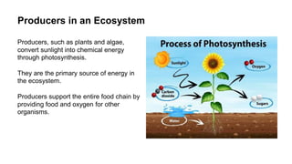 Structure And Function Of Ecosystem.pptx