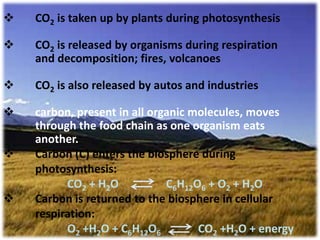 nitrogen cycle 