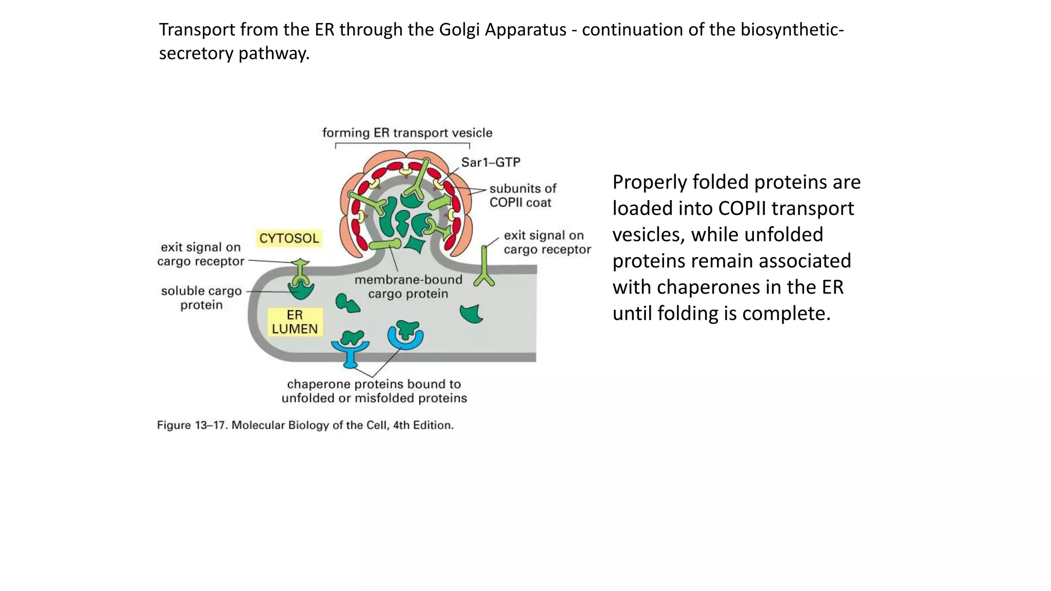 Structure and function of endoplasmic reticulum and golgi.pptx