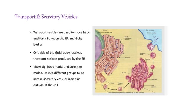 Structure and function of endoplasmic reticulum and golgi.pptx