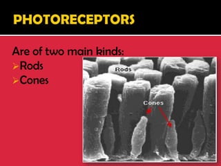 Are of two main kinds:
Rods
Cones
 