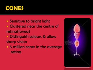  Sensitive to bright light
 Clustered near the centre of
retina(fovea)
 Distinguish colours & allow
sharp vision
 5 million cones in the average
retina
 