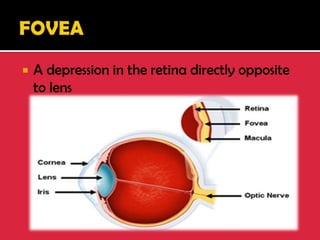  A depression in the retina directly opposite
to lens
 