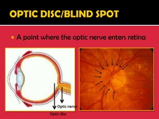  A point where the optic nerve enters retina
Optic disc
Optic nerve
 