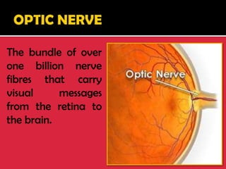 The bundle of over
one billion nerve
fibres that carry
visual messages
from the retina to
the brain.
 