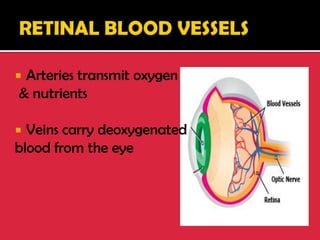  Arteries transmit oxygen
& nutrients
 Veins carry deoxygenated
blood from the eye
 