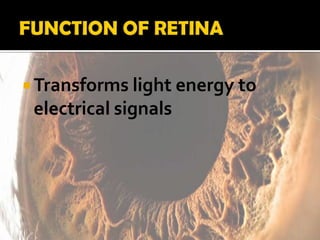  Transforms light energy to
electrical signals
 
