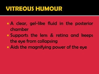  A clear, gel-like fluid in the posterior
chamber
 Supports the lens & retina and keeps
the eye from collapsing
 Aids the magnifying power of the eye
 