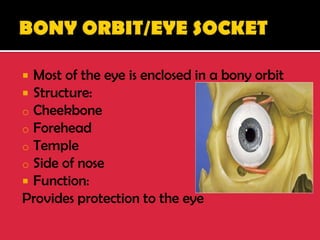 Most of the eye is enclosed in a bony orbit
 Structure:
o Cheekbone
o Forehead
o Temple
o Side of nose
 Function:
Provides protection to the eye
 