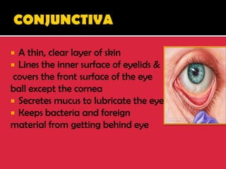  A thin, clear layer of skin
 Lines the inner surface of eyelids &
covers the front surface of the eye
ball except the cornea
 Secretes mucus to lubricate the eye
 Keeps bacteria and foreign
material from getting behind eye
 