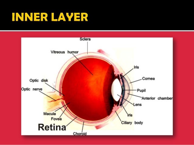 Structure And Function Of Eye