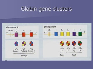 Globin gene clusters
 