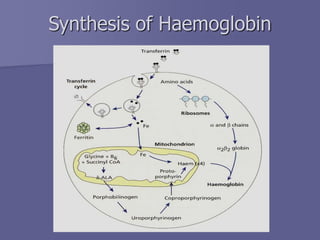 Synthesis of Haemoglobin
 