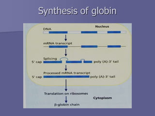Synthesis of globin
 