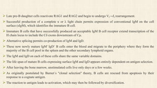  Late pre-B daughter cells reactivate RAG1 and RAG2 and begin to undergo Vl→Jl rearrangement.
 Successful production of a complete κ or λ light chain permits expression of conventional IgM on the cell
surface (sIgM), which identifies the immature B cell.
 Immature B cells that have successfully produced an acceptable IgM B cell receptor extend transcription of the
H chain locus to include the Cδ exons downstream of Cμ.
 Alternative splicing permits co-production of IgM and IgD.
 These now newly mature IgM+ IgD+ B cells enter the blood and migrate to the periphery where they form the
majority of the B cell pool in the spleen and the other secondary lymphoid organs.
 The IgM and IgD on each of these cells share the same variable domains.
 The life span of mature B cells expressing surface IgM and IgD appears entirely dependent on antigen selection.
 After leaving the bone marrow, unstimulated cells live only days or a few weeks.
 As originally postulated by Burnet´s "clonal selection" theory, B cells are rescued from apoptosis by their
response to a cognate antigen.
 The reaction to antigen leads to activation, which may then be followed by diversification.
 