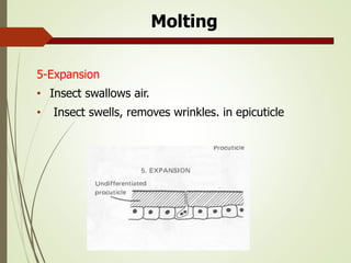 structure and function of insect cuticle. pptx | PPTX