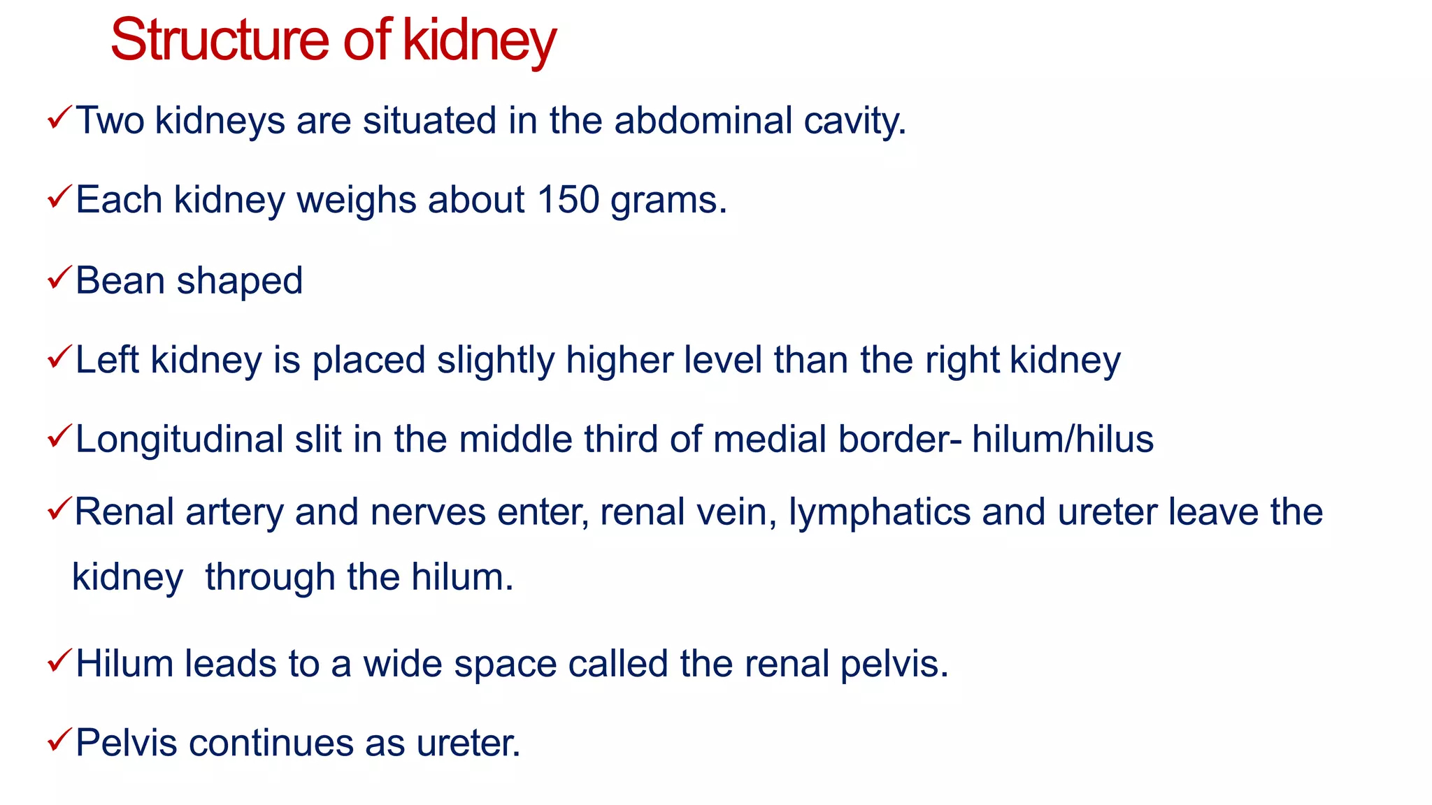 Structure of kidney
Two kidneys are situated in the abdominal cavity.
Each kidney weighs about 150 grams.
Bean shaped
Left kidney is placed slightly higher level than the right kidney
Longitudinal slit in the middle third of medial border- hilum/hilus
Renal artery and nerves enter, renal vein, lymphatics and ureter leave the
kidney through the hilum.
Hilum leads to a wide space called the renal pelvis.
Pelvis continues as ureter.
 