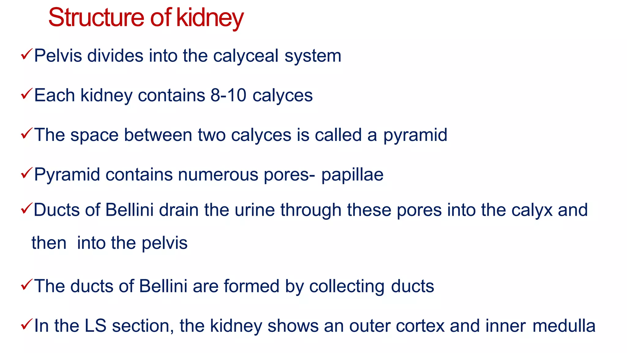Structure of kidney
Pelvis divides into the calyceal system
Each kidney contains 8-10 calyces
The space between two calyces is called a pyramid
Pyramid contains numerous pores- papillae
Ducts of Bellini drain the urine through these pores into the calyx and
then into the pelvis
The ducts of Bellini are formed by collecting ducts
In the LS section, the kidney shows an outer cortex and inner medulla
 