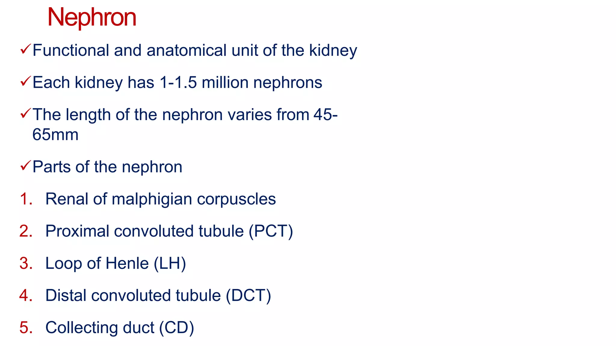Nephron
Functional and anatomical unit of the kidney
Each kidney has 1-1.5 million nephrons
The length of the nephron varies from 45-
65mm
Parts of the nephron
1. Renal of malphigian corpuscles
2. Proximal convoluted tubule (PCT)
3. Loop of Henle (LH)
4. Distal convoluted tubule (DCT)
5. Collecting duct (CD)
 