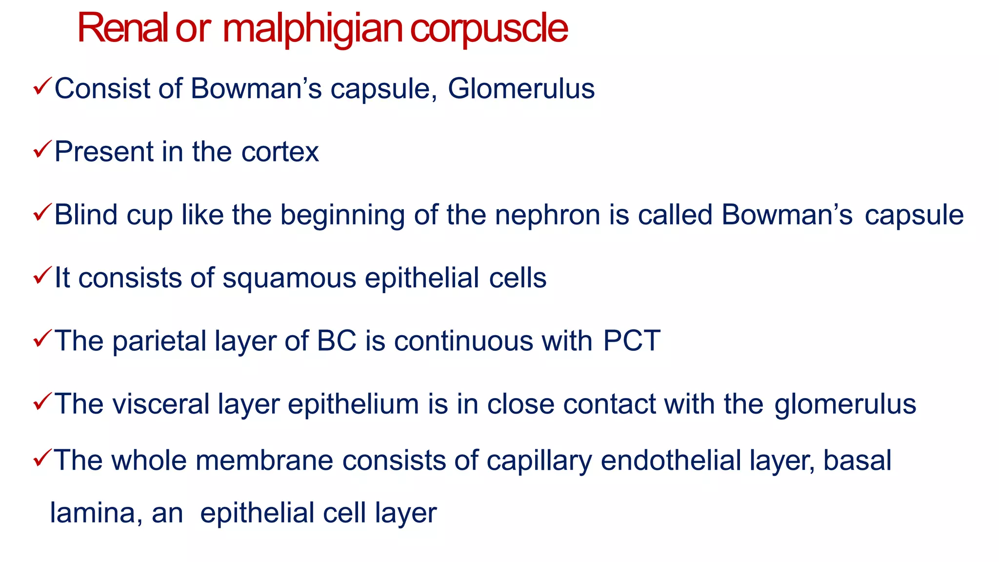 Renalor malphigiancorpuscle
Consist of Bowman’s capsule, Glomerulus
Present in the cortex
Blind cup like the beginning of the nephron is called Bowman’s capsule
It consists of squamous epithelial cells
The parietal layer of BC is continuous with PCT
The visceral layer epithelium is in close contact with the glomerulus
The whole membrane consists of capillary endothelial layer, basal
lamina, an epithelial cell layer
 
