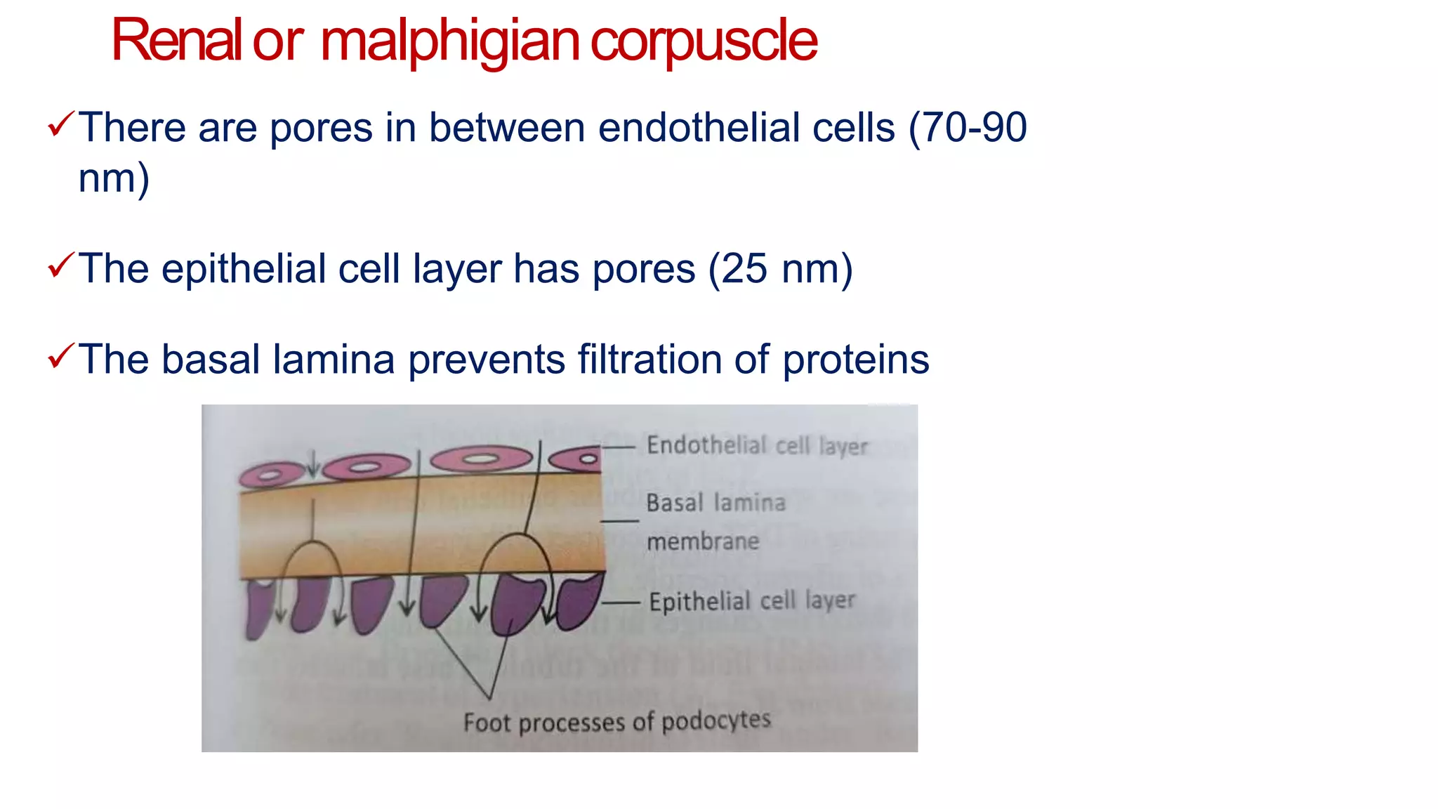 Renalor malphigiancorpuscle
There are pores in between endothelial cells (70-90
nm)
The epithelial cell layer has pores (25 nm)
The basal lamina prevents filtration of proteins
 