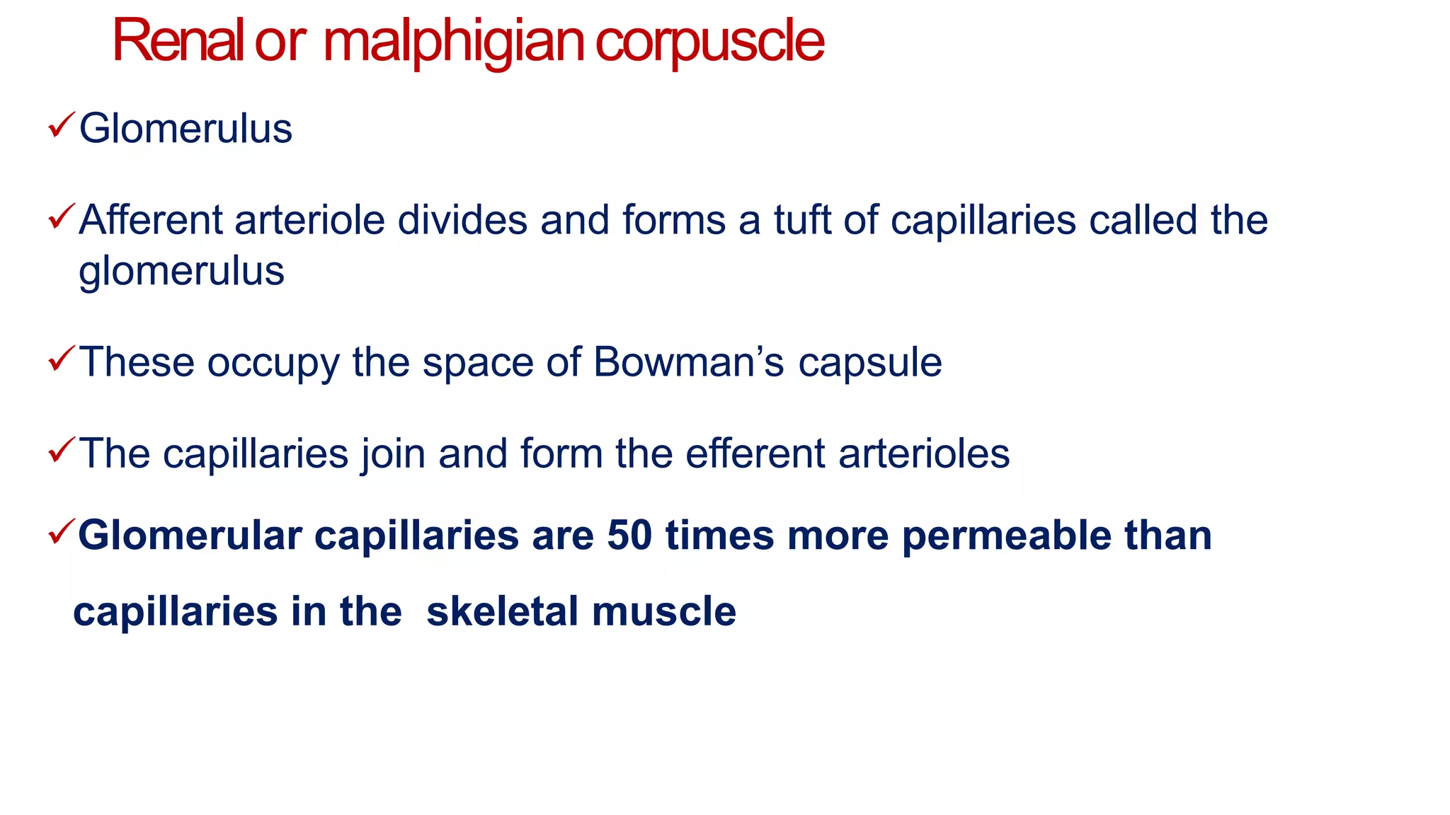 Renalor malphigiancorpuscle
Glomerulus
Afferent arteriole divides and forms a tuft of capillaries called the
glomerulus
These occupy the space of Bowman’s capsule
The capillaries join and form the efferent arterioles
Glomerular capillaries are 50 times more permeable than
capillaries in the skeletal muscle
 