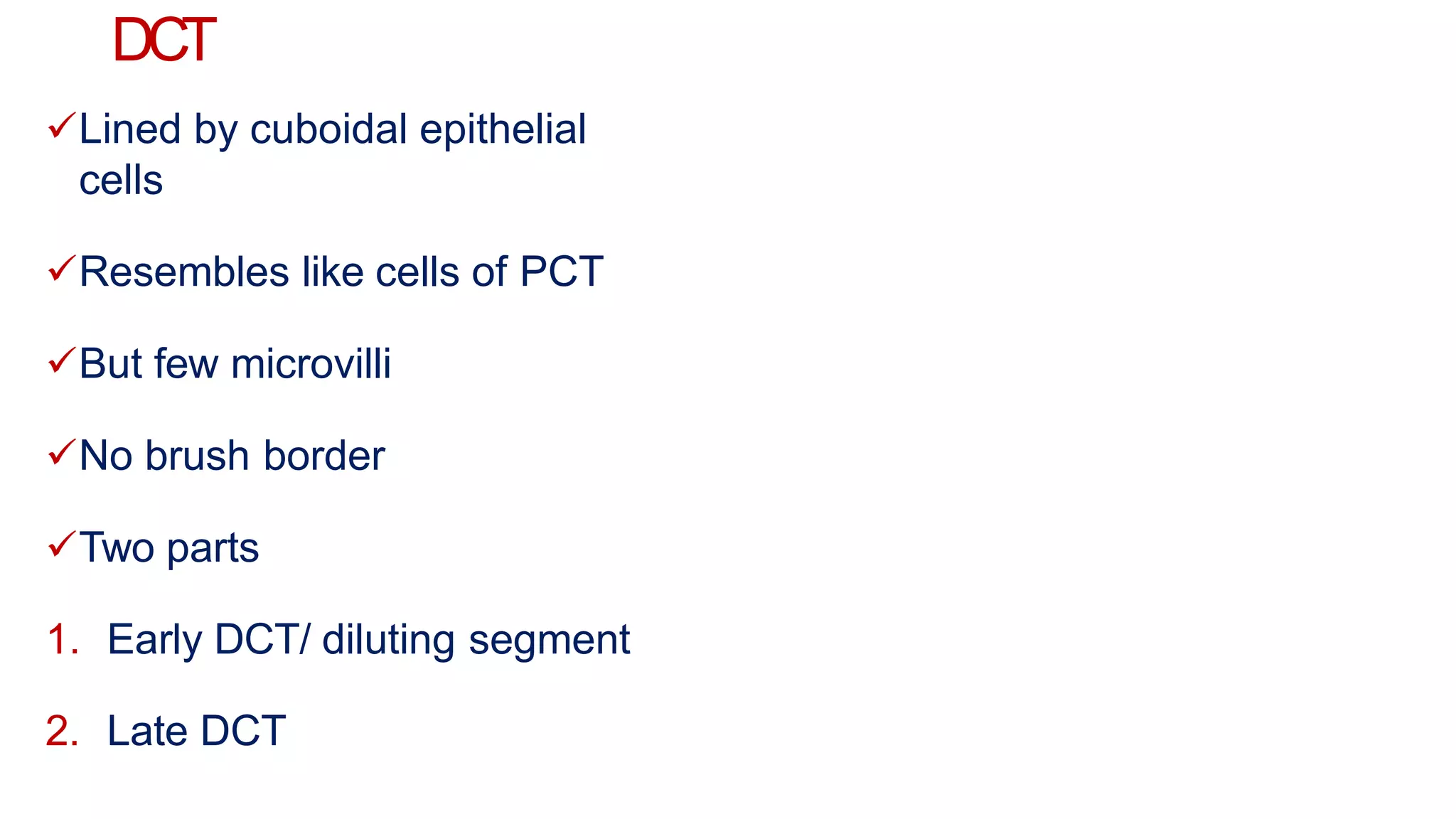 DCT
Lined by cuboidal epithelial
cells
Resembles like cells of PCT
But few microvilli
No brush border
Two parts
1. Early DCT/ diluting segment
2. Late DCT
 