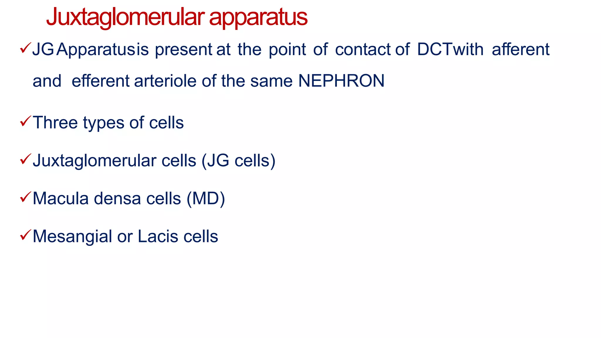 Juxtaglomerular apparatus
JGApparatusis present at the point of contact of DCTwith afferent
and efferent arteriole of the same NEPHRON
Three types of cells
Juxtaglomerular cells (JG cells)
Macula densa cells (MD)
Mesangial or Lacis cells
 