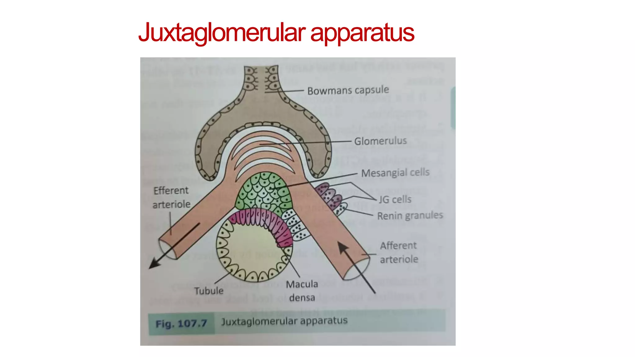 Juxtaglomerular apparatus
 