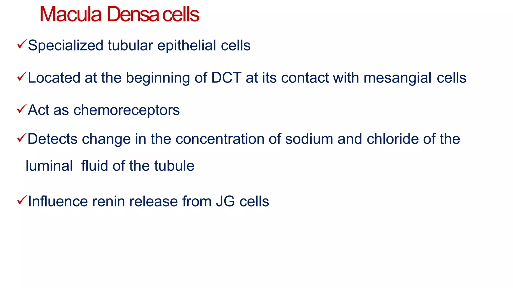 Macula Densacells
Specialized tubular epithelial cells
Located at the beginning of DCT at its contact with mesangial cells
Act as chemoreceptors
Detects change in the concentration of sodium and chloride of the
luminal fluid of the tubule
Influence renin release from JG cells
 