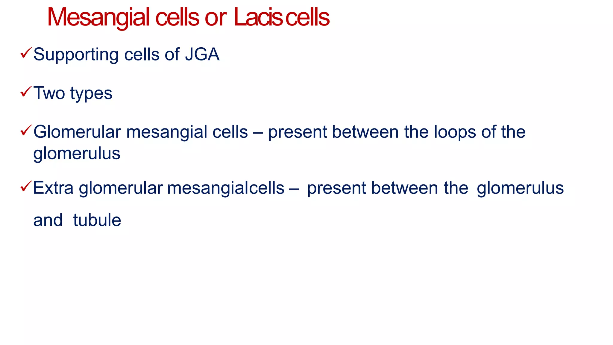 Mesangial cells or Laciscells
Supporting cells of JGA
Two types
Glomerular mesangial cells – present between the loops of the
glomerulus
Extra glomerular mesangialcells – present between the glomerulus
and tubule
 