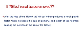If 75%of renal tissueremoved??
After the loss of one kidney, the left-out kidney produces a renal growth
factor which increases the size of glomeruli and length of the nephron
causing the increase in the size of the kidney.
 