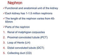 Nephron
Functional and anatomical unit of the kidney
Each kidney has 1-1.5 million nephrons
The length of the nephron varies from 45-
65mm
Parts of the nephron
1. Renal of malphigian corpuscles
2. Proximal convoluted tubule (PCT)
3. Loop of Henle (LH)
4. Distal convoluted tubule (DCT)
5. Collecting duct (CD)
 