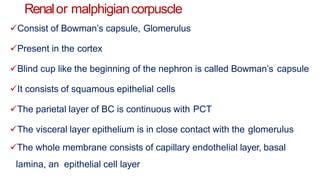 Renalor malphigiancorpuscle
Consist of Bowman’s capsule, Glomerulus
Present in the cortex
Blind cup like the beginning of the nephron is called Bowman’s capsule
It consists of squamous epithelial cells
The parietal layer of BC is continuous with PCT
The visceral layer epithelium is in close contact with the glomerulus
The whole membrane consists of capillary endothelial layer, basal
lamina, an epithelial cell layer
 